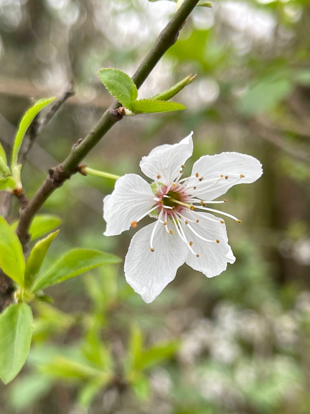 In cammino verso la&nbsp;primavera